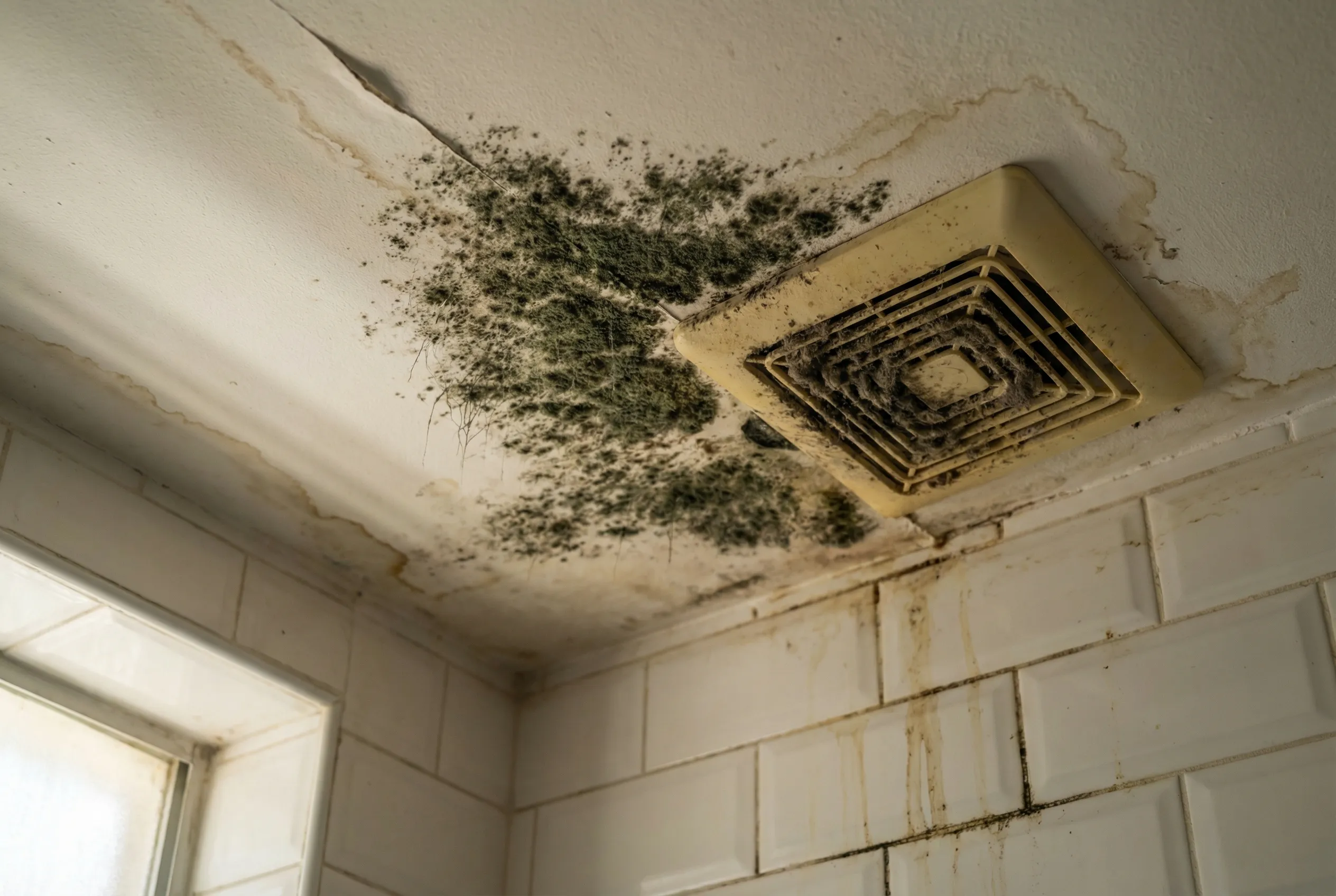 Dark mold spreading across a white bathroom ceiling near an exhaust fan with moisture stains