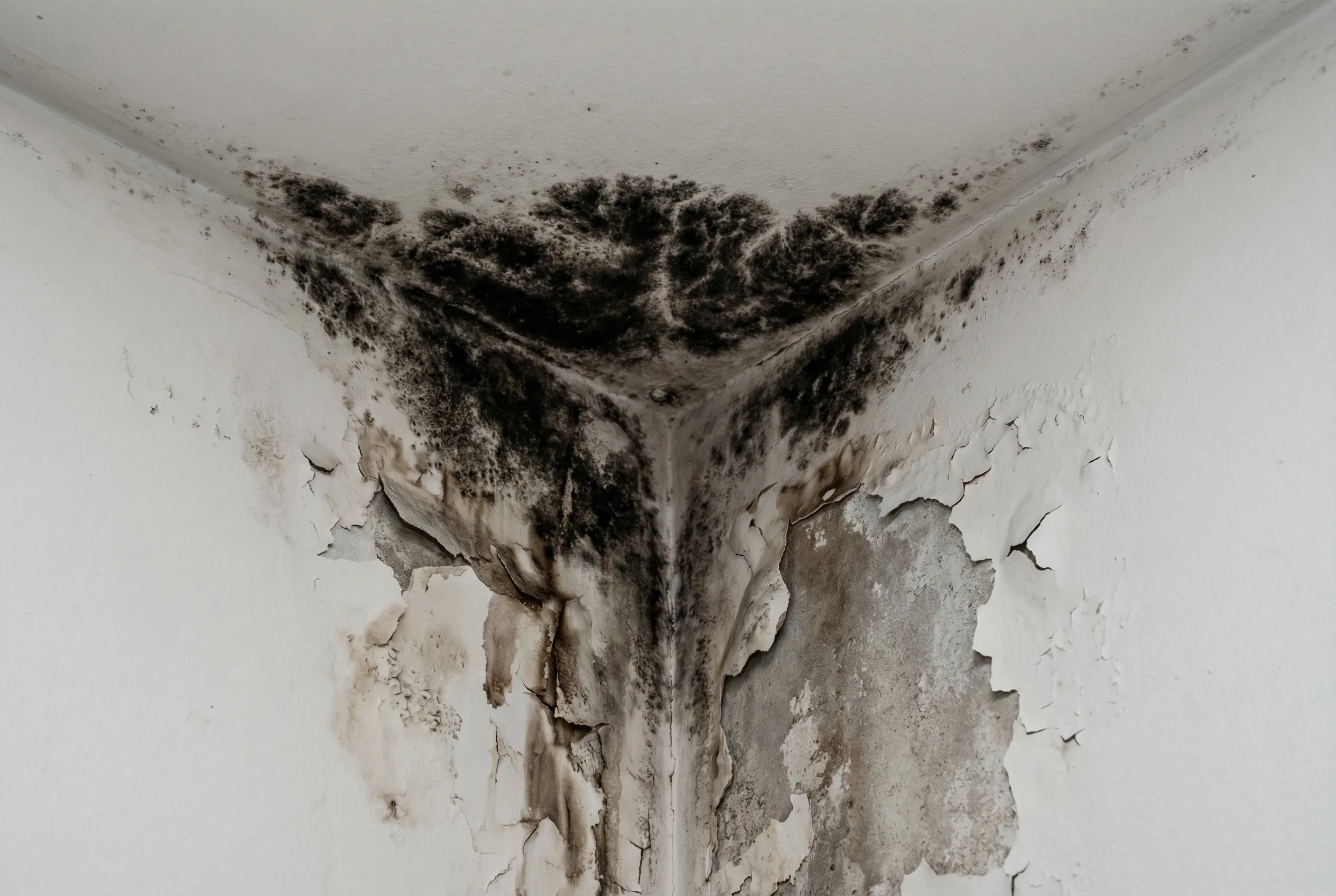 Severe black mold growth in the corner where two interior walls meet the ceiling with water stains and paint bubbling